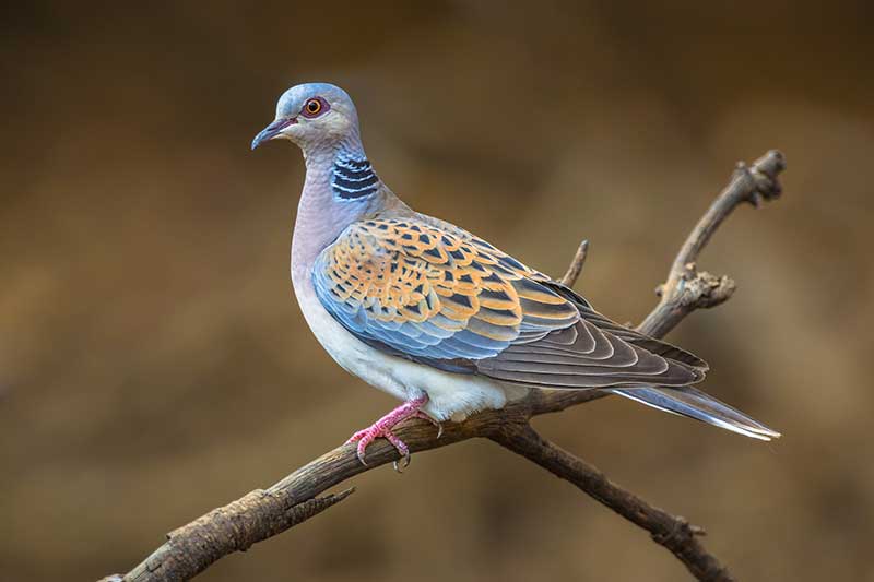Turtle Dove