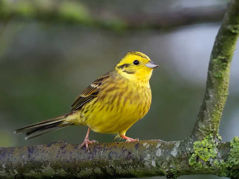 Yellowhammer