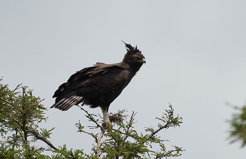 African Crowned Eagle