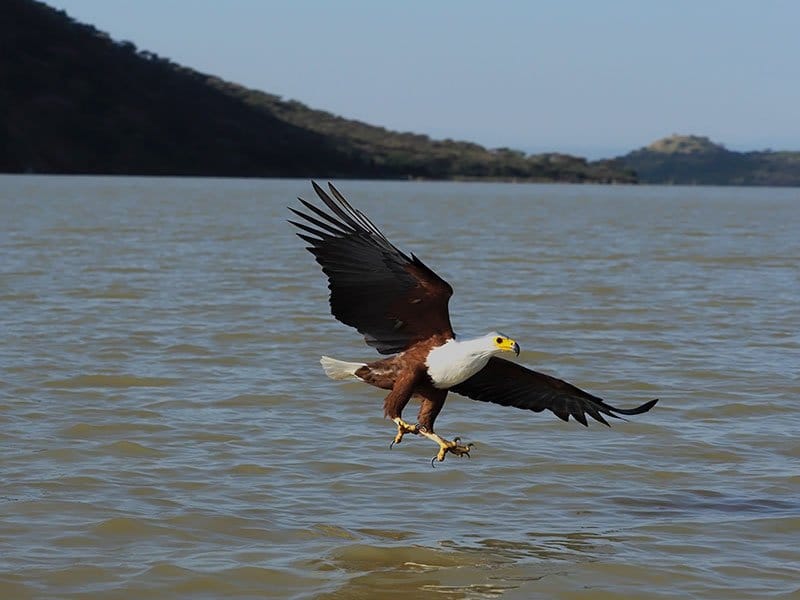 African Fish Eagle