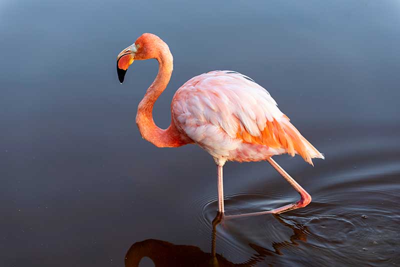 American Flamingo