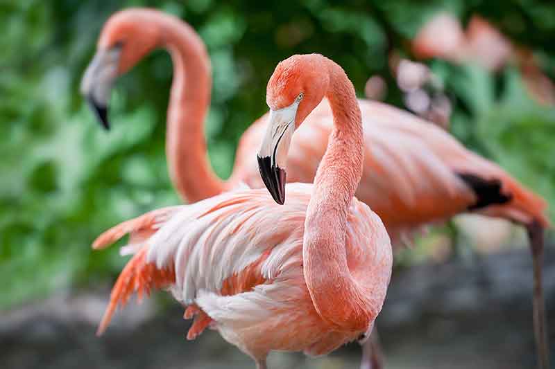 American Flamingos