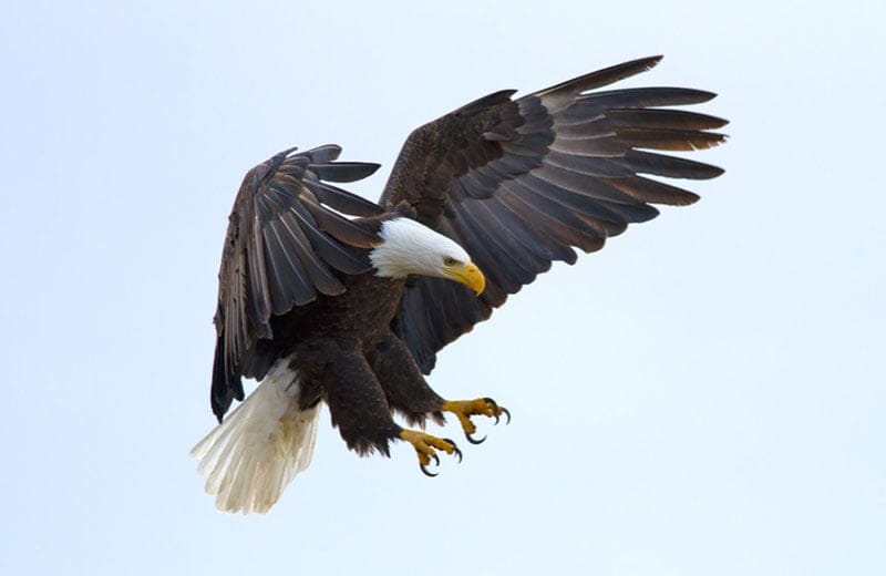 Bald Eagle