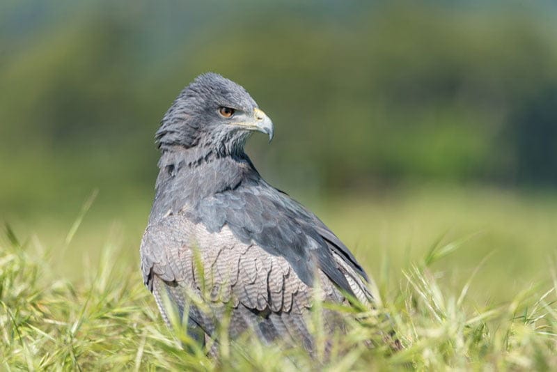 Black-Chested Buzzard Eagle