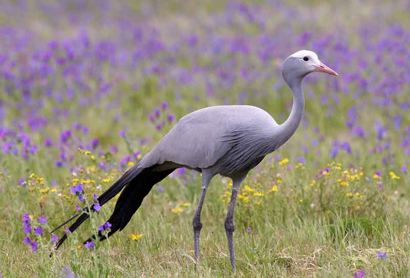 Blue Crane