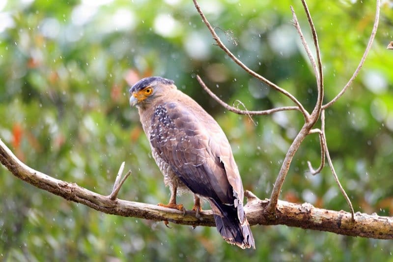 Crested Serpent Eagle