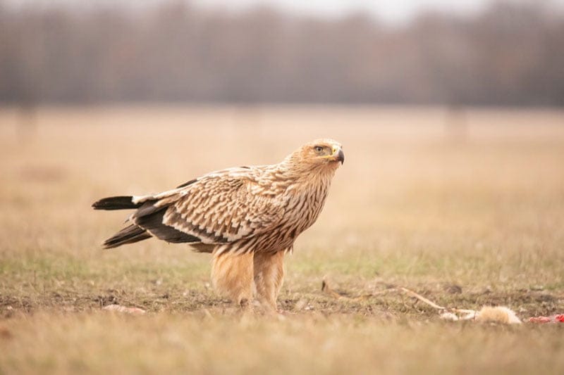 Eastern Imperial Eagle