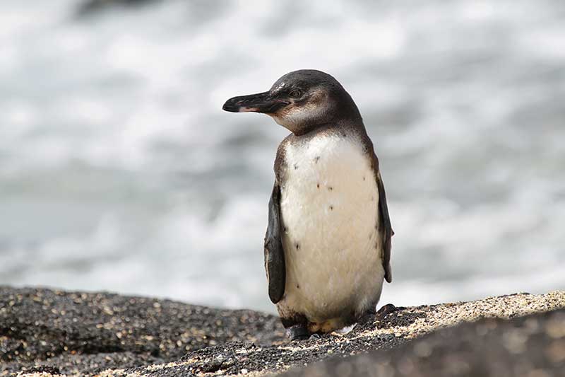 Galapagos Penguin