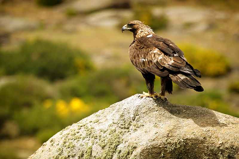 Golden Eagle