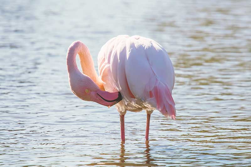 Greater Flamingo