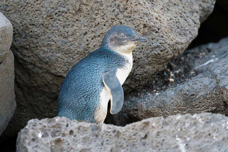 Little Penguin