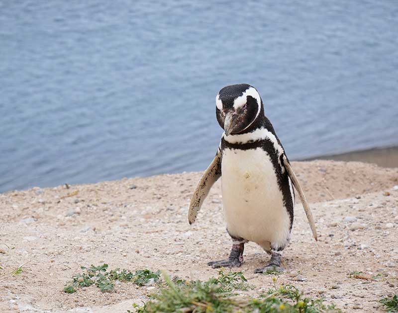 Magellanic Penguin