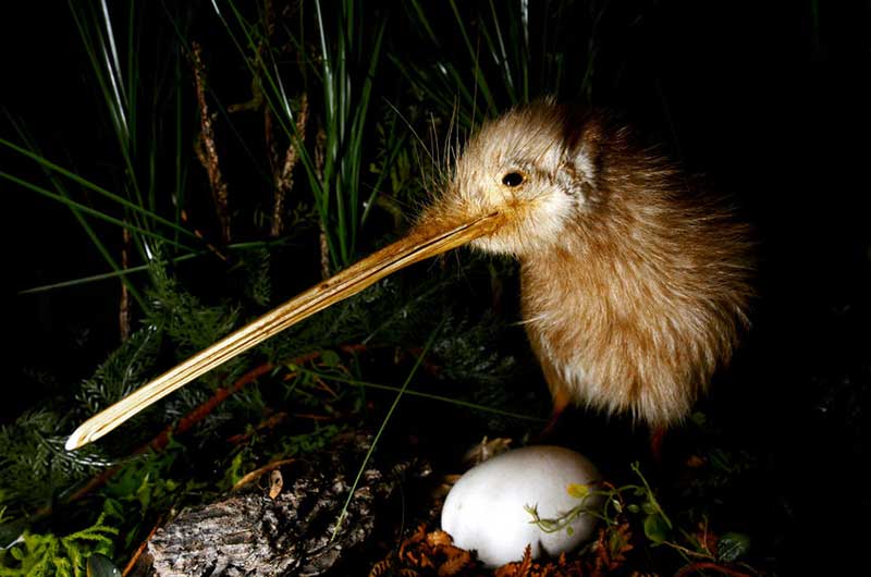 North Island Brown Kiwi