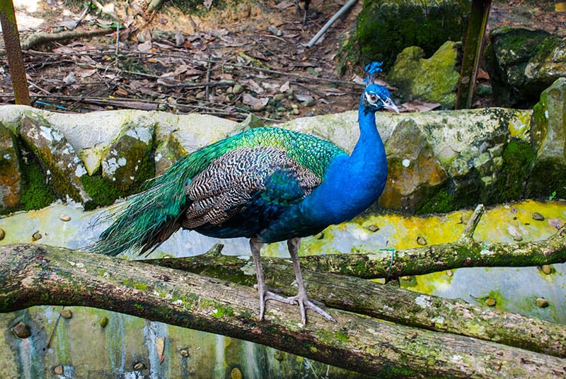 Indian Peafowl