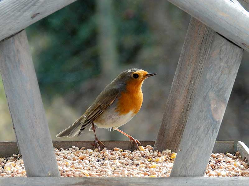 Robin On A Bird Table