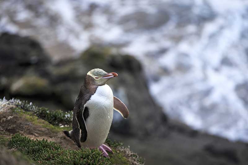 Yellow-Eyed-Penguin