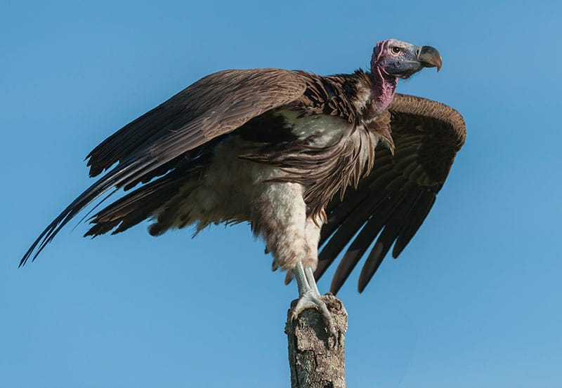 Lappet Faced Vulture
