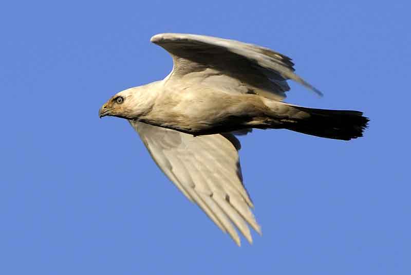 Leucistic Buzzard