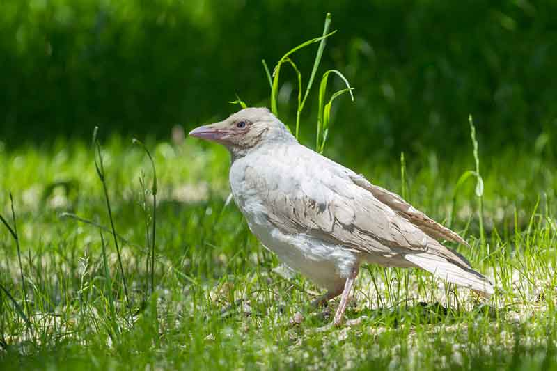 Leucistic Crow