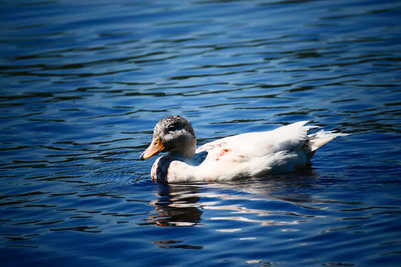 Leucistic Mallard