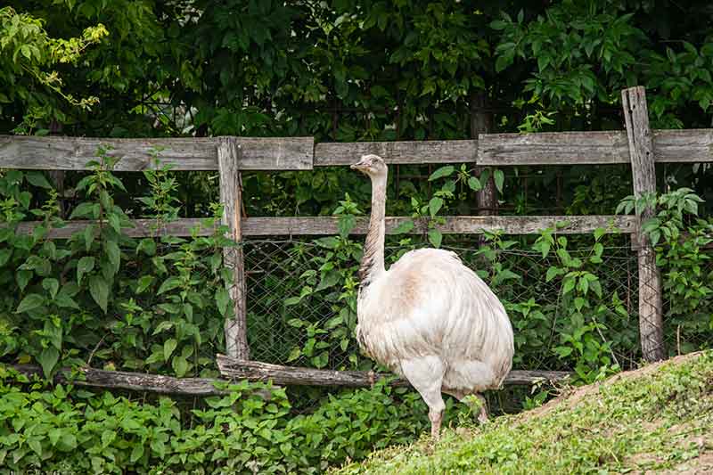 Leucistic Ostrich