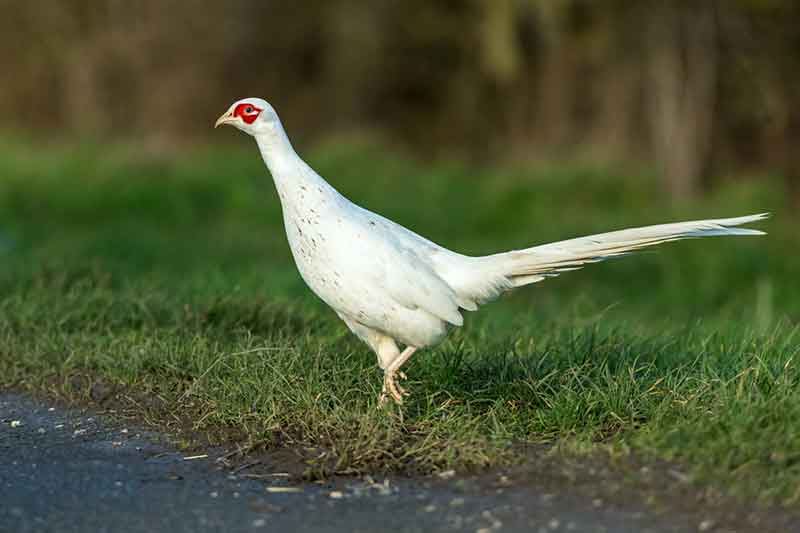 Leucistic Pheasant
