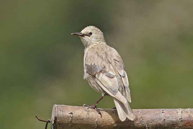 Leucistic Starling