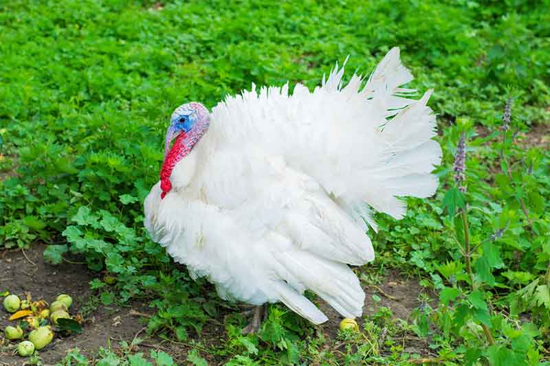 Leucistic Turkey