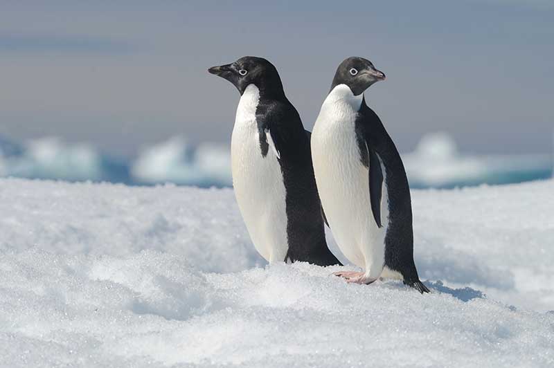 Adelie Penguin