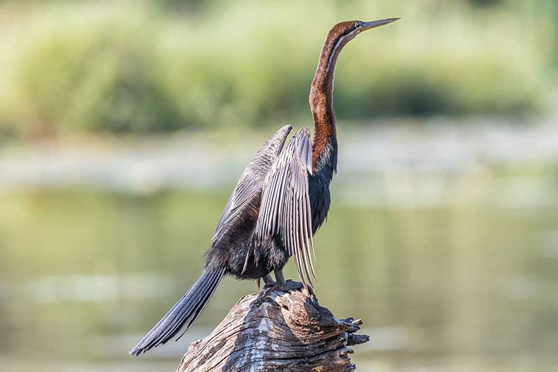 African darter