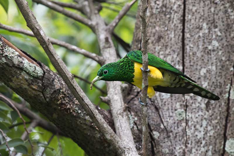 African Emerald Cuckoo