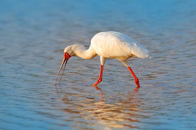 African Spoonbill
