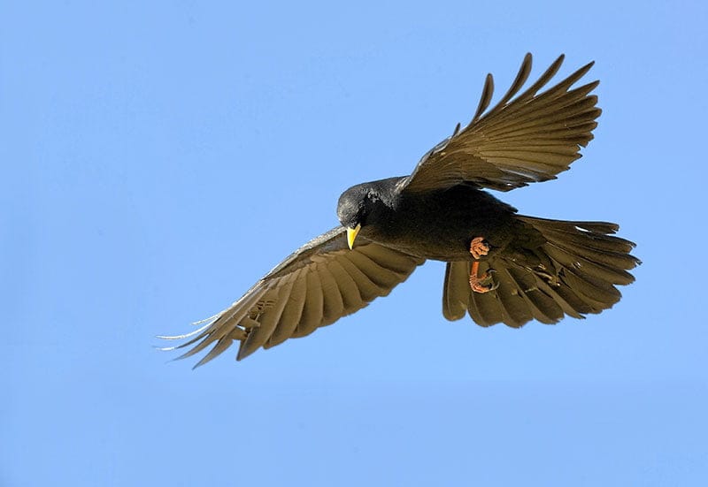 Alpine Chough