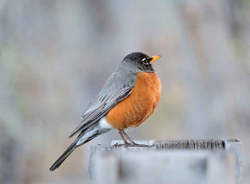 American Robin