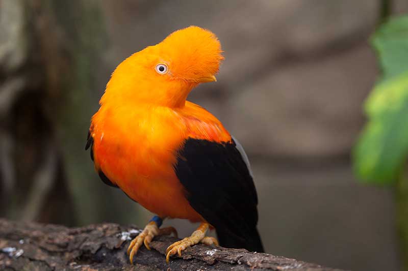 Andean Cock-Of-The-Rock