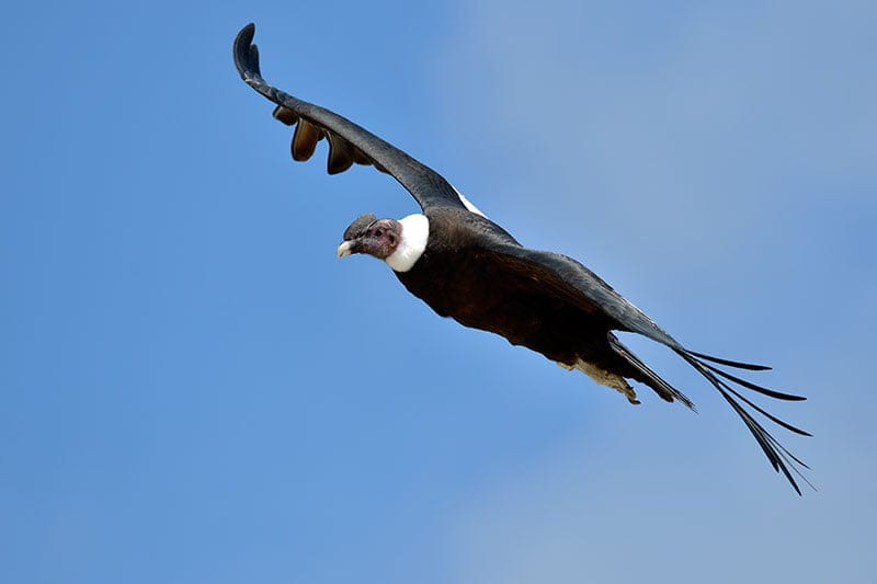 Andean condor