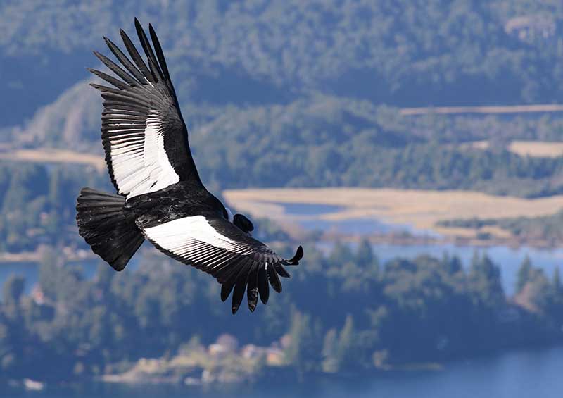 Andean Condor