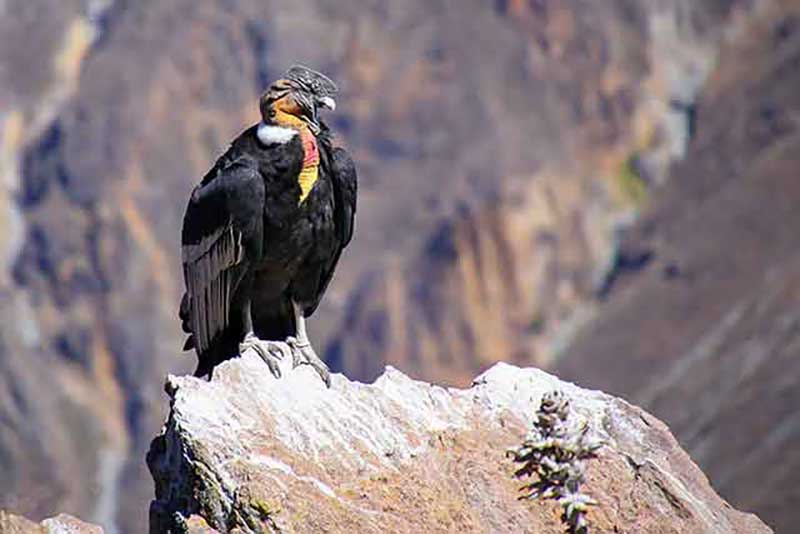 Andean Condor