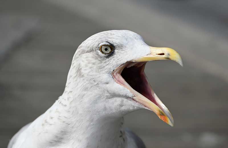 Gull