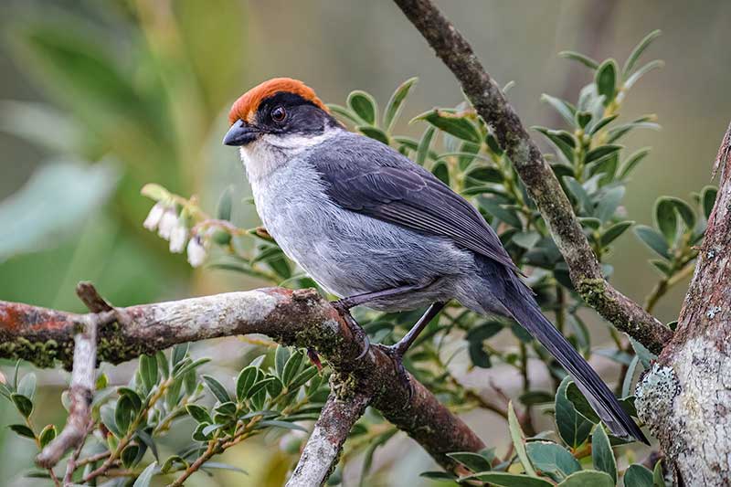 Antioquia Brushfinch