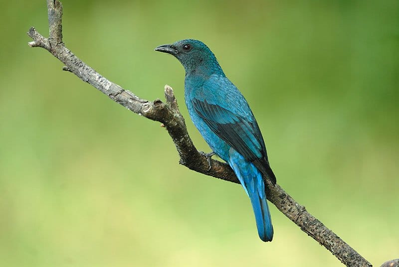 Asian Fairy-Bluebird