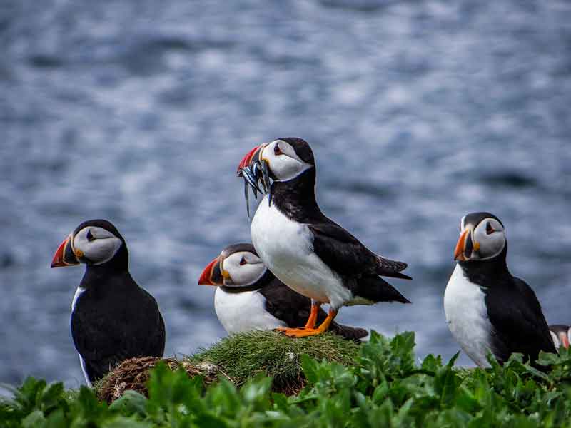 Atlantic Puffins