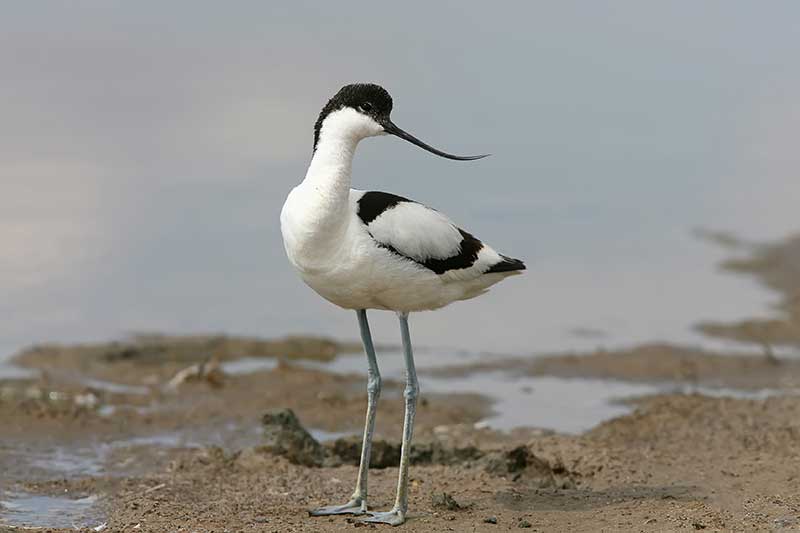 Avocet