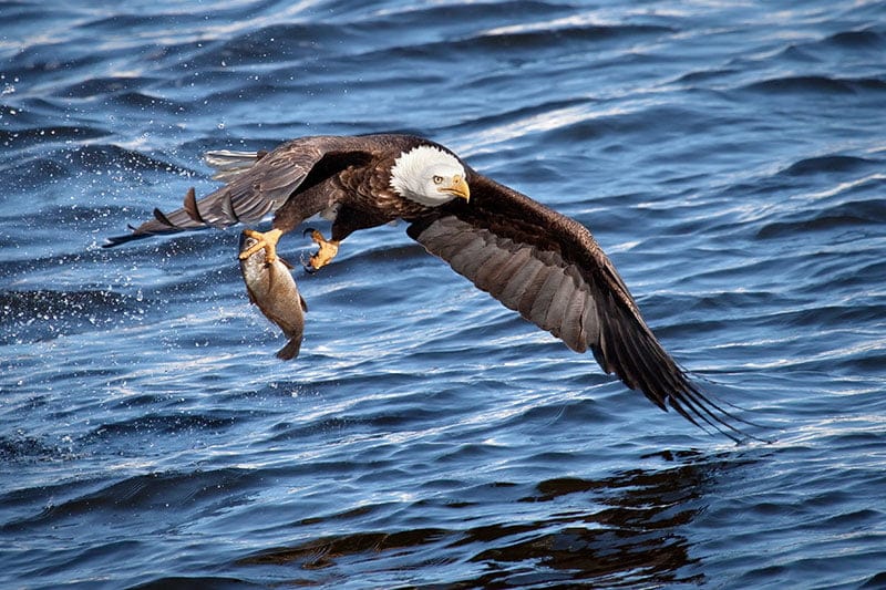 Bald Eagle Catching Fish