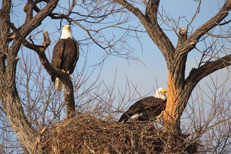 Bald Eagle Nest