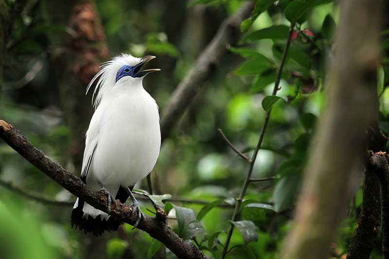 Bali Myna