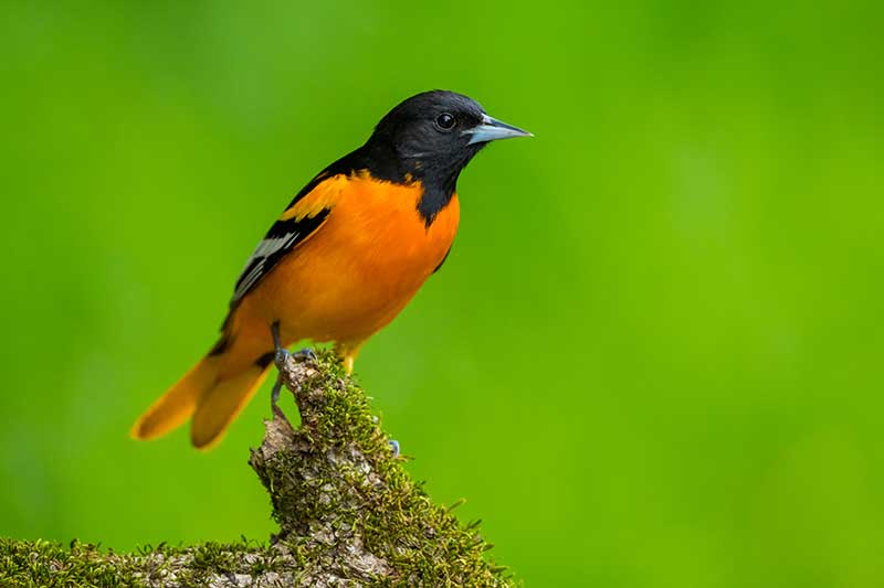 Baltimore Oriole