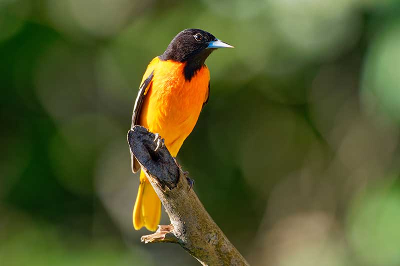 Baltimore Oriole