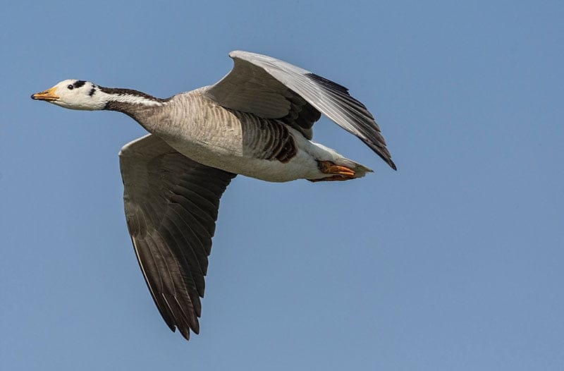 Bar-Headed Goose