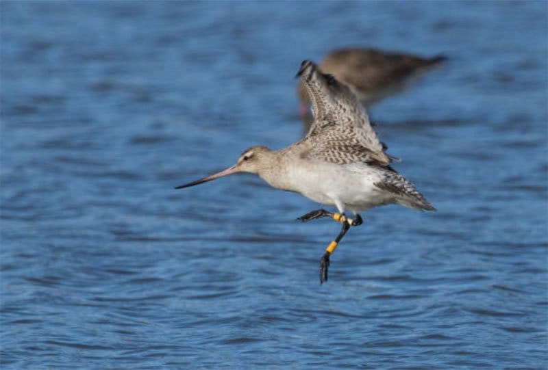 Bar-Tailed Godwit